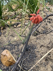 Erica cerinthoides cerinthoides