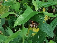 Chlosyne lacinia adjutrix