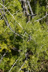 Asparagus retrofractus