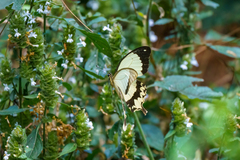 Papilio dardanus