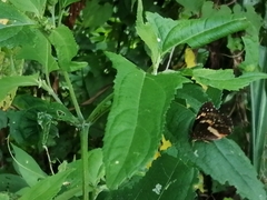 Chlosyne lacinia adjutrix