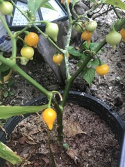 Capsicum chinense