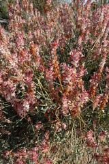 Dyerophytum africanum