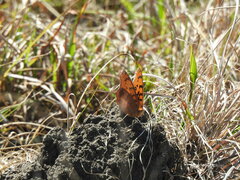 Catacroptera cloanthe cloanthe