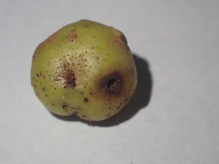 Trigonaspis megaptera