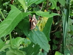 Chlosyne lacinia adjutrix