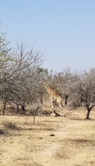 Giraffa camelopardalis giraffa