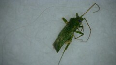 Orthotylus flavosparsus