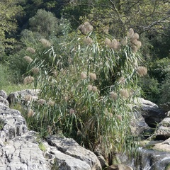Arundo