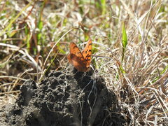 Catacroptera cloanthe cloanthe