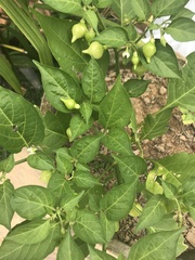 Capsicum chinense