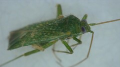 Orthotylus flavosparsus
