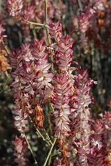 Dyerophytum africanum