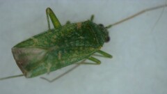 Orthotylus flavosparsus