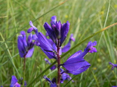 Polygala major