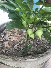 Capsicum chinense