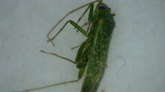 Orthotylus flavosparsus