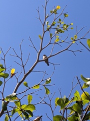 Spermestes cucullata