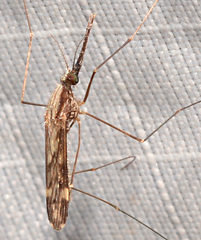 Anopheles punctipennis