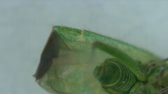 Orthotylus flavosparsus