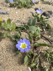 Nolana paradoxa
