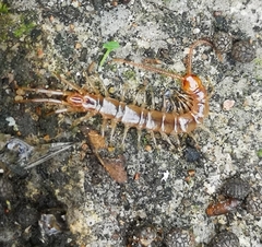 Lithobius melanops