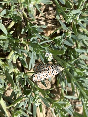 Utetheisa pulchella