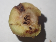 Trigonaspis megaptera