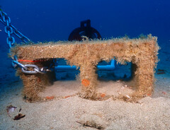 Watersipora subtorquata