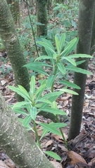 Euphorbia mellifera