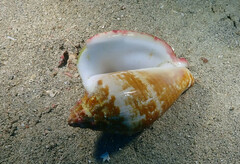 Macrostrombus costatus