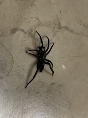 Zelotes