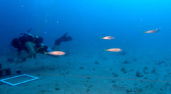 Decapterus punctatus