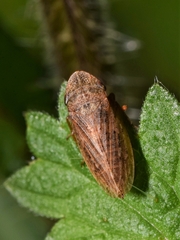 Aphrodes