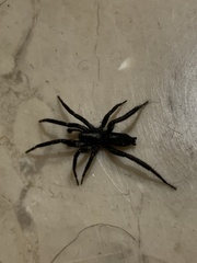 Zelotes