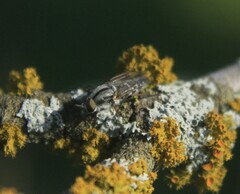 Ozodiceromyia