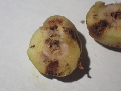 Trigonaspis megaptera