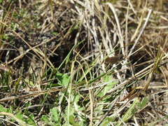 Metisella