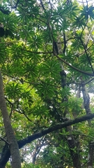 Euphorbia mellifera