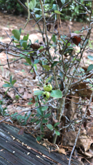 Crataegus mexicana