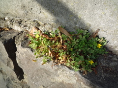 Oxalis dillenii