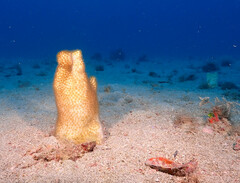 Solenastrea hyades