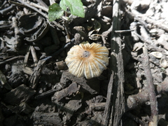 Pseudosperma sororium