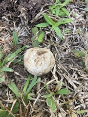 Scleroderma polyrhizum