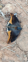 Charaxes jasius