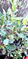 Myrica