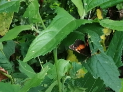 Chlosyne lacinia adjutrix