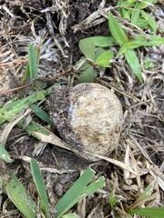 Scleroderma polyrhizum