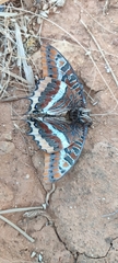 Charaxes jasius