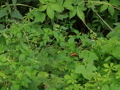 Chlosyne lacinia adjutrix